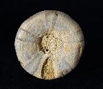 Holectypus depressus (LESKE 1778) - Bild © FossNet FossilienStore